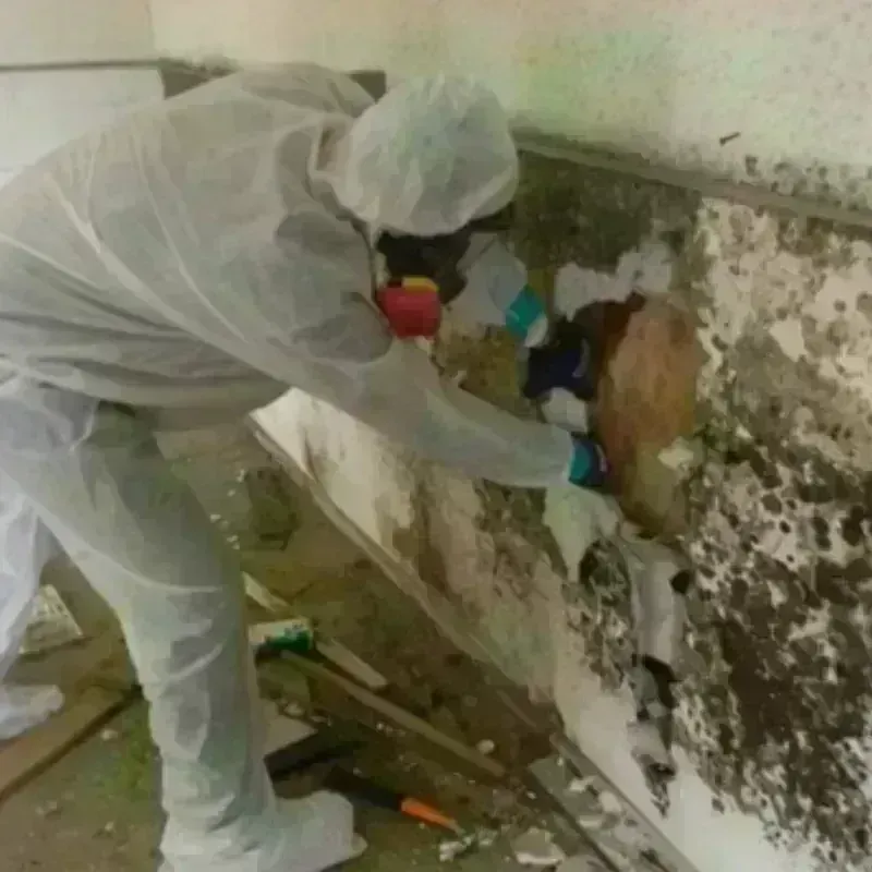 Mold Remediation and Removal in Lycoming County, PA